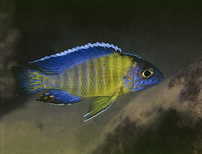 Aulonocara stuartgranti 'Undu Reef'